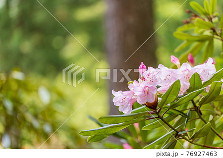 （静岡県）天城グリーンガーデンのシャクナゲ 76927463