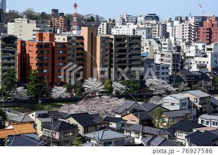 浅野川の桜 浅野川の桜 76927586