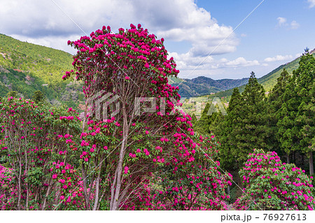 (静岡県)天城グリーンガーデンのシャクナゲ (静岡県)天城グリーンガーデンのシャクナゲ 76927613