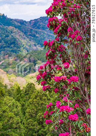 （静岡県）熱帯雨林を思わせる、天城グリーンガーデンの深紅のシャクナゲ 76927615