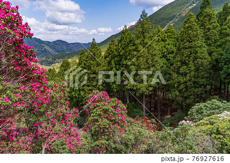 (静岡県)天城グリーンガーデンのシャクナゲ (静岡県)天城グリーンガーデンのシャクナゲ 76927616