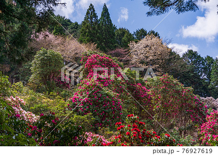 （静岡県）天城グリーンガーデンのシャクナゲ 76927619