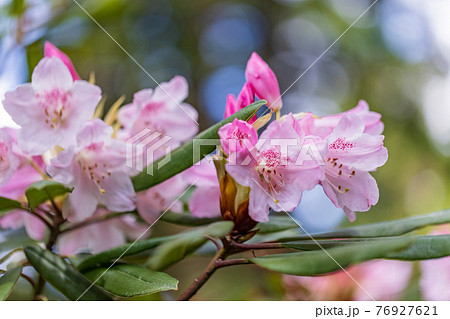 （静岡県）天城グリーンガーデンのシャクナゲ 76927621