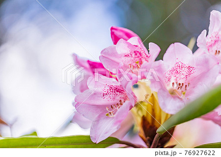 （静岡県）天城グリーンガーデンのシャクナゲ 76927622