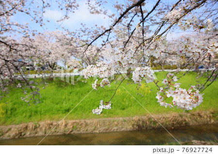 佐保川の桜 76927724