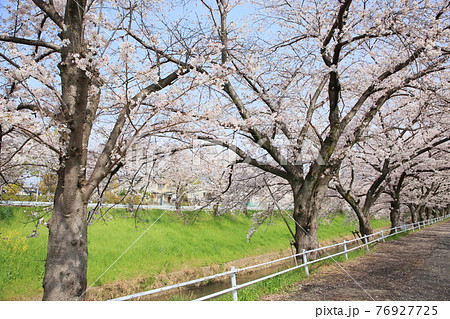 佐保川の桜 76927725