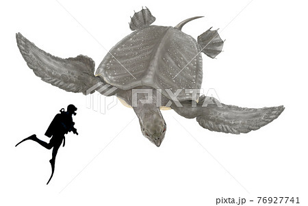 アーケロン 白亜紀後期の海に生息していた古代のウミガメである 学名は亀を統べる亀の意味のイラスト素材