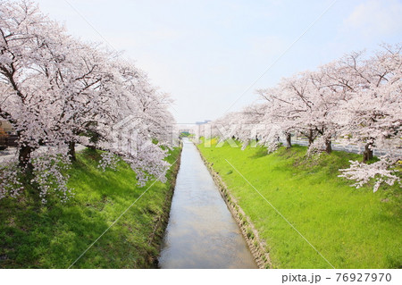 佐保川の桜 76927970