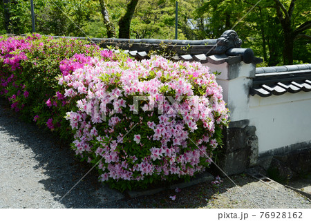 根来寺　境内のツツジ　和歌山県岩出市 76928162