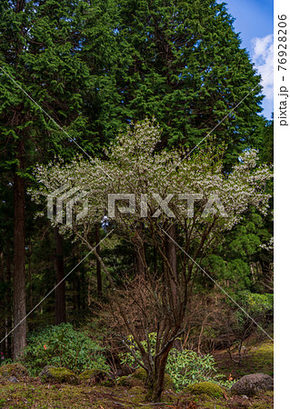 (静岡県)天城グリーンガーデンのドウダンツツジ(白花) (静岡県)天城グリーンガーデンのドウダンツツジ(白花) 76928206