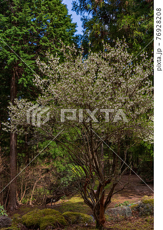 （静岡県）天城グリーンガーデンのドウダンツツジ（白花） 76928208