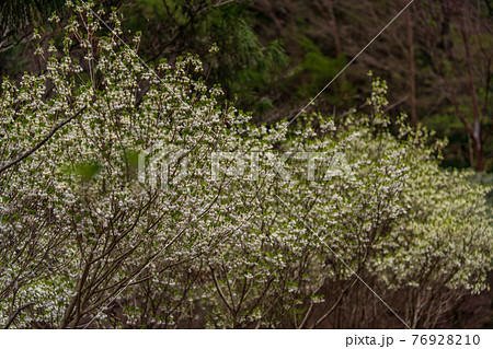 （静岡県）天城グリーンガーデンのドウダンツツジ（白花） 76928210