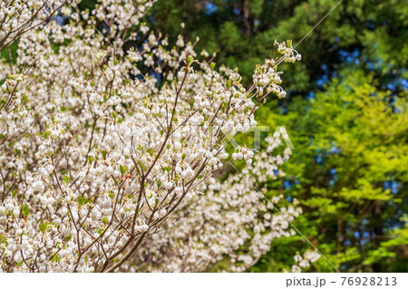 (静岡県)天城グリーンガーデンのドウダンツツジ(白花) (静岡県)天城グリーンガーデンのドウダンツツジ(白花) 76928213