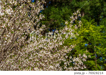 （静岡県）天城グリーンガーデンのドウダンツツジ（白花） 76928214