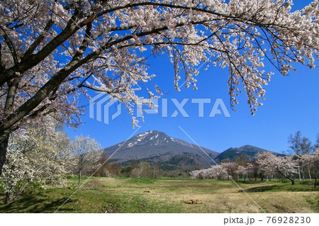 春の猪苗代町営牧場（福島県・猪苗代町） 76928230