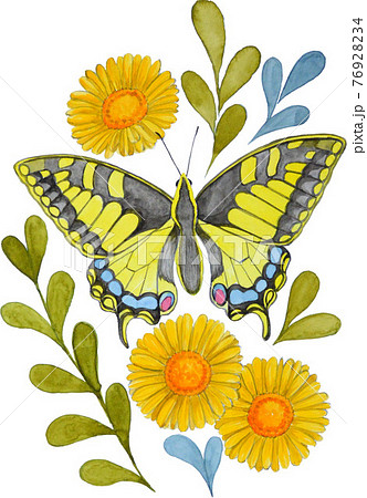アゲハ蝶 蝶 植物 花 イラスト 手描き デザイン きれい 自然 美しい Illustrationのイラスト素材