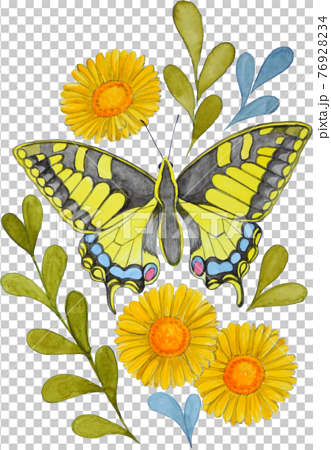 アゲハ蝶 蝶 植物 花 イラスト 手描き デザイン きれい 自然 美しい Illustrationのイラスト素材
