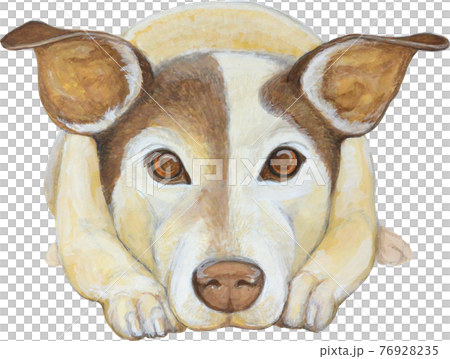コーギー 犬 仔犬 正面 座る かわいい 手描き 手書き イラスト 絵 コーギー 犬 仔犬 正面 座る かわいい 手描き 手書き イラスト 絵 76928235