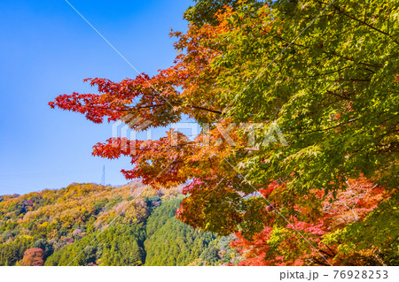 紅葉の見頃を迎えた香嵐渓 愛知県豊田市 紅葉の見頃を迎えた香嵐渓 愛知県豊田市 76928253