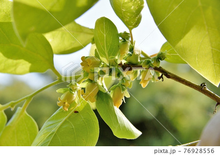 カキの花 カキの花 76928556