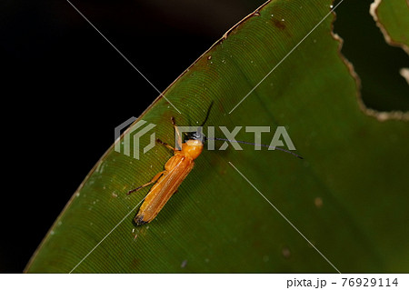 生き物　昆虫　イシガキリンゴカミキリ、石垣島と西表島に生息。全身ほぼ鮮やかなオレンジ色 76929114