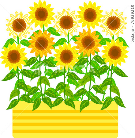 黄色の花壇に満開に咲いたひまわりのイラスト素材