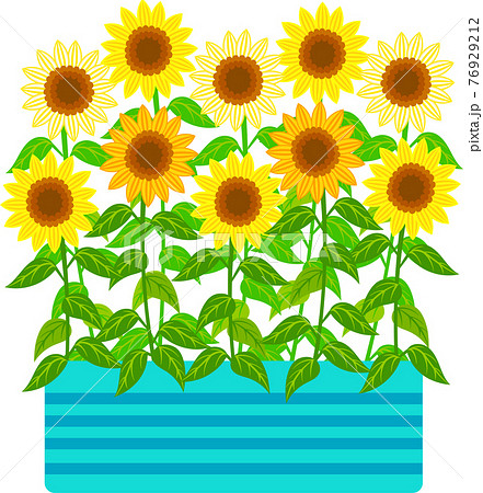 水色の花壇に満開に咲いたひまわりのイラスト素材