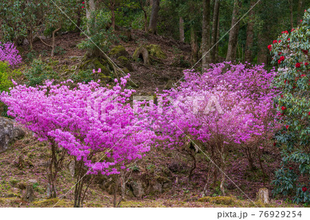 (静岡県)天城グリーンガーデンのエゾムラサキツツジ (静岡県)天城グリーンガーデンのエゾムラサキツツジ 76929254