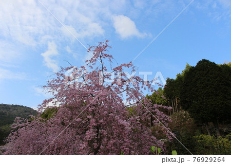 丹波篠山 高蔵寺 しだれ桜 名所 【兵庫県】 丹波篠山 高蔵寺 しだれ桜 名所 【兵庫県】 76929264