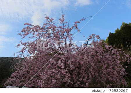 丹波篠山 高蔵寺 しだれ桜 名所 【兵庫県】 丹波篠山 高蔵寺 しだれ桜 名所 【兵庫県】 76929267