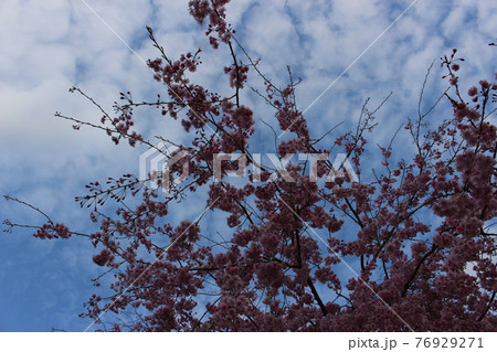 丹波篠山　高蔵寺　しだれ桜　名所　【兵庫県】 76929271