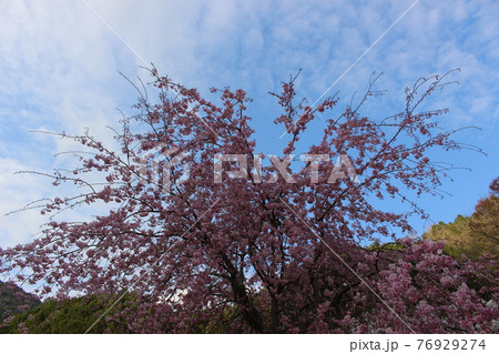 丹波篠山 高蔵寺 しだれ桜 名所 【兵庫県】 丹波篠山 高蔵寺 しだれ桜 名所 【兵庫県】 76929274
