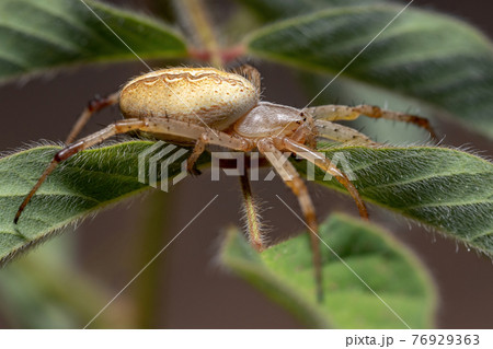 Grass Neoscona Spider Grass Neoscona Spider 76929363
