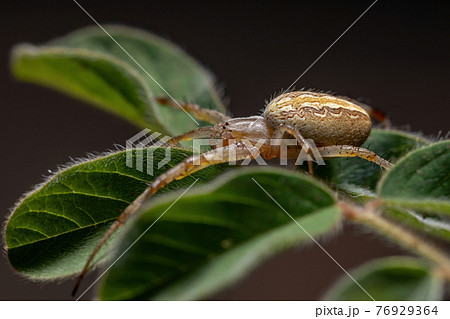 Grass Neoscona Spider Grass Neoscona Spider 76929364