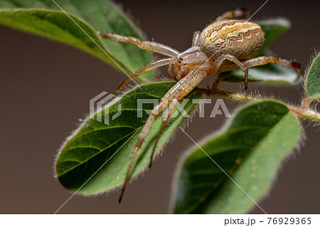 Grass Neoscona Spider 76929365