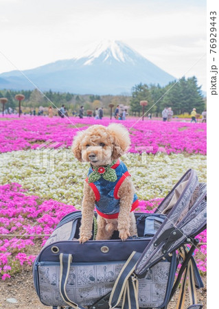 富士山と芝桜と犬 76929443