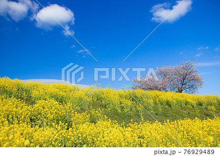 堤防一面に咲き誇る菜の花と青空と桜の写真素材