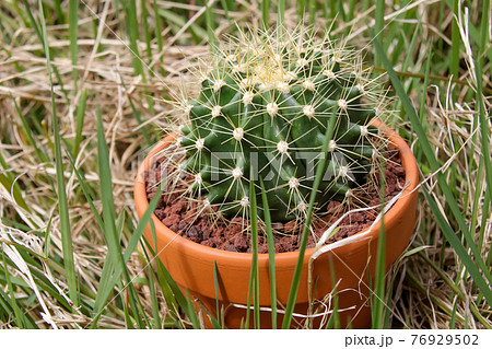サボテン, 植物, 観葉植物, 緑, トゲ, 自然, 緑色,ガーデニング, 多肉植物, 葉, 棘 サボテン, 植物, 観葉植物, 緑, トゲ, 自然, 緑色,ガーデニング, 多肉植物, 葉, 棘 76929502