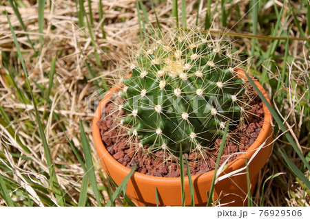 サボテン, 植物, 観葉植物, 緑, トゲ, 自然, 緑色,ガーデニング, 多肉植物, 葉, 棘 76929506