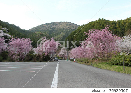 高蔵寺 丹波篠山 しだれ桜 名所 【兵庫県】 高蔵寺 丹波篠山 しだれ桜 名所 【兵庫県】 76929507