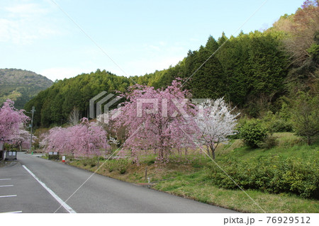 高蔵寺 丹波篠山 しだれ桜 名所 【兵庫県】 高蔵寺 丹波篠山 しだれ桜 名所 【兵庫県】 76929512
