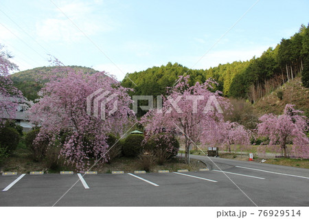 高蔵寺 丹波篠山 しだれ桜 名所 【兵庫県】 高蔵寺 丹波篠山 しだれ桜 名所 【兵庫県】 76929514