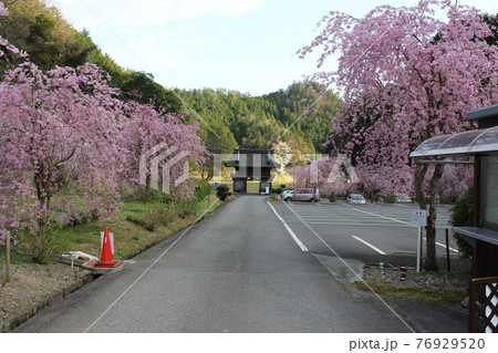 高蔵寺　丹波篠山　しだれ桜　名所　【兵庫県】 76929520