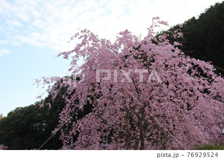高蔵寺 丹波篠山 しだれ桜 名所 【兵庫県】 高蔵寺 丹波篠山 しだれ桜 名所 【兵庫県】 76929524