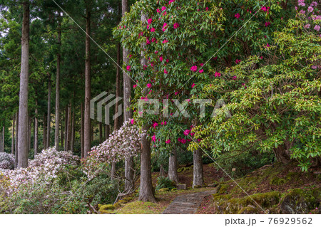 （静岡県）天城グリーンガーデンのシャクナゲ 76929562
