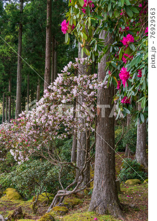 （静岡県）天城グリーンガーデンのシャクナゲ 76929563