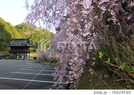 高蔵寺 山門としだれ桜 名所 丹波篠山 【兵庫県】 高蔵寺 山門としだれ桜 名所 丹波篠山 【兵庫県】 76929590