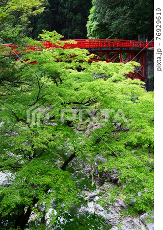 奥秩父三峰の登竜橋と新緑の楓 Red bridge & maple in Chichibu 奥秩父三峰の登竜橋と新緑の楓 Red bridge & maple in Chichibu 76929619