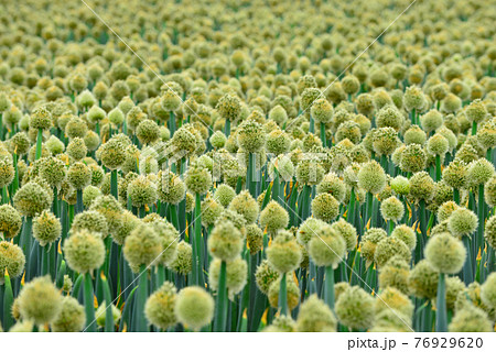 埼玉県深谷市のネギ坊主 Leek flower in Fukaya city 埼玉県深谷市のネギ坊主 Leek flower in Fukaya city 76929620