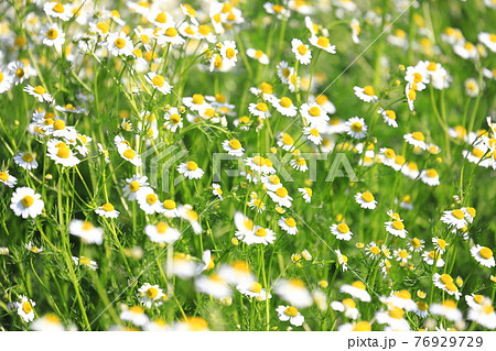 可憐なカモミールの花(ジャーマンカモミール) 可憐なカモミールの花(ジャーマンカモミール) 76929729